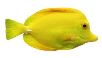 yellow fish small drawing