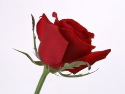 red rose, half open flower close up