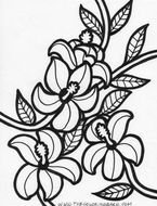 Hawaiian Flower Coloring Pages N2