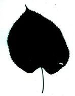 Clip art of Leaf Silhouette