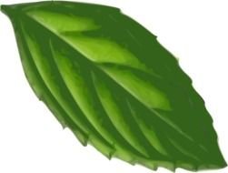 Leaf of mint clipart