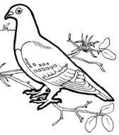 Free Printable Bird Coloring Pages N2