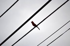black Birds On Wire