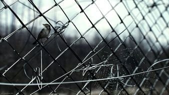 Bird On A Wire