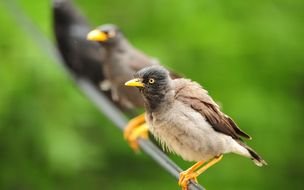 Birds On A Wire as a picture for a clipart