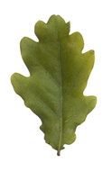 Oak Leaf Clip Art N21
