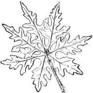black and white clipart leaves for coloring