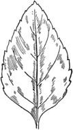 black and white drawing of a leaf from a tree on a white background