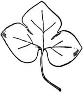 black and white picture of a trefoil