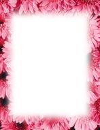 floral pink border