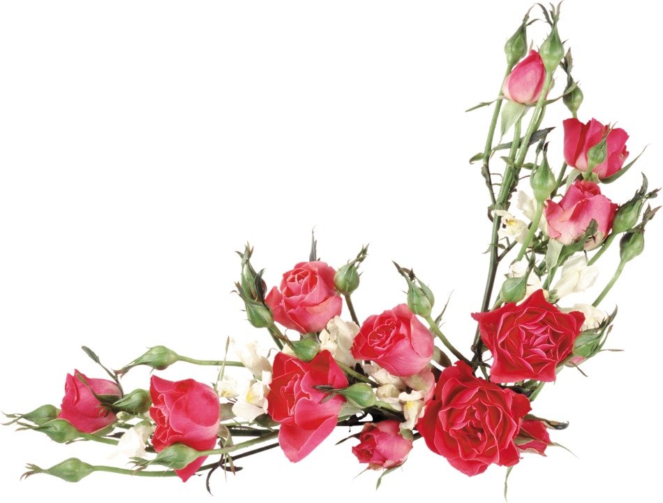 painted branch with blooming roses