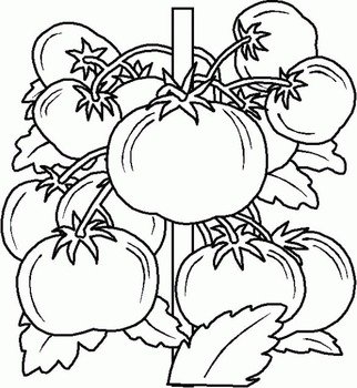 Colecci oacuten De Im aacutegenes Dibujos Para Colorear Y Fotos Frutas N2