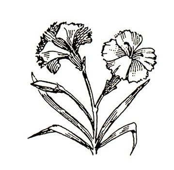 Carnation Flower Tattoo Art