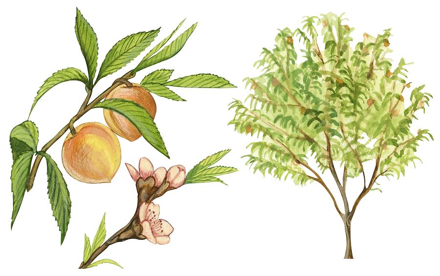 Peach Trees Drawing free image download