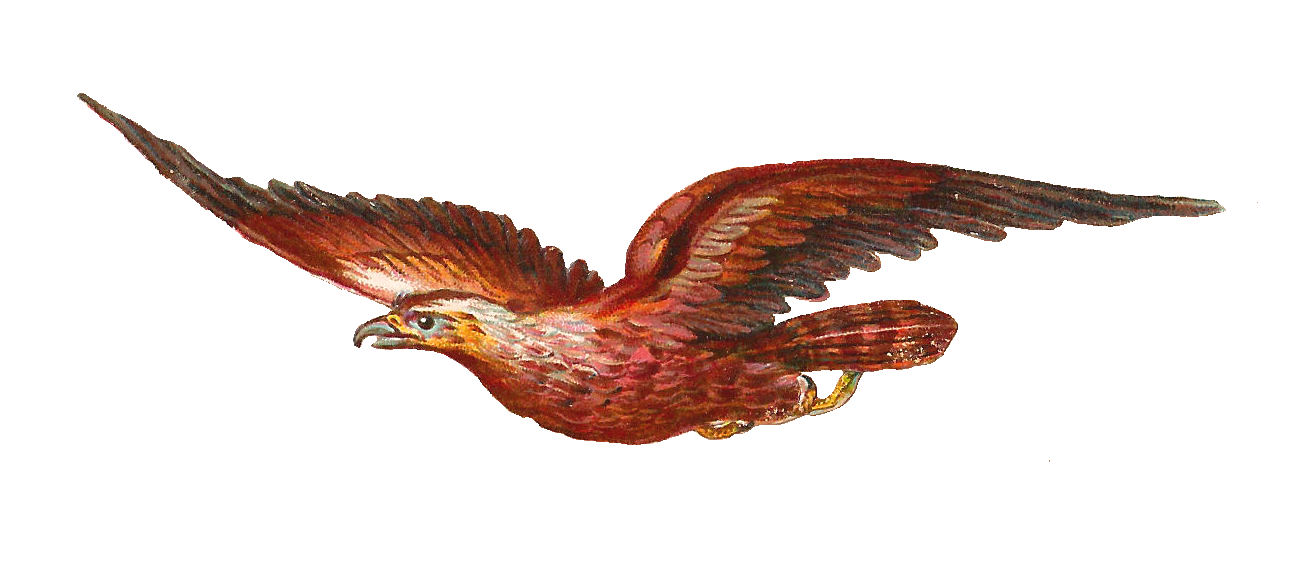 free bird of prey clipart