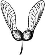 Sugar Maple Seeds drawing