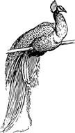 Black and white drawing of the peacock clipart