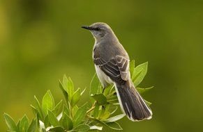 Close up photo of Mockingbird