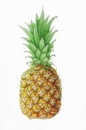 isolated drawn pineapple