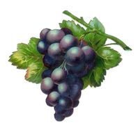 black Grape cluster and Leaves, Clip Art