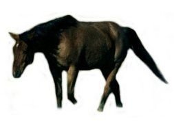 dark Horse with cut legs