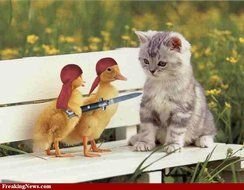 Funny Animal photo