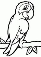 Parrot Coloring Pages N2