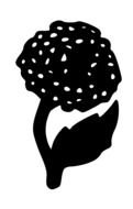 painted black flower with a big bud
