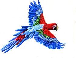 Macaw Bird Flying Drawing