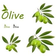 Aceitunas Y Hojas De Olivo Vector