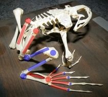 frog skeleton on the table