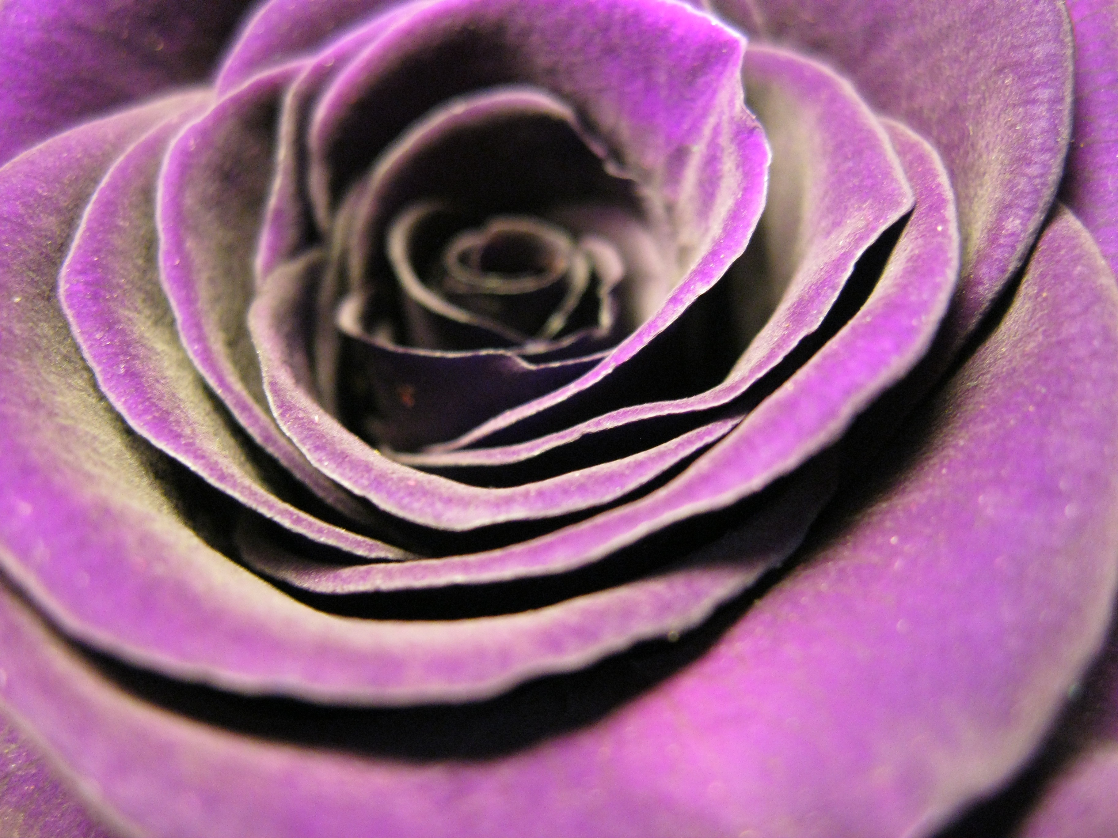 пурпурно розовый фото