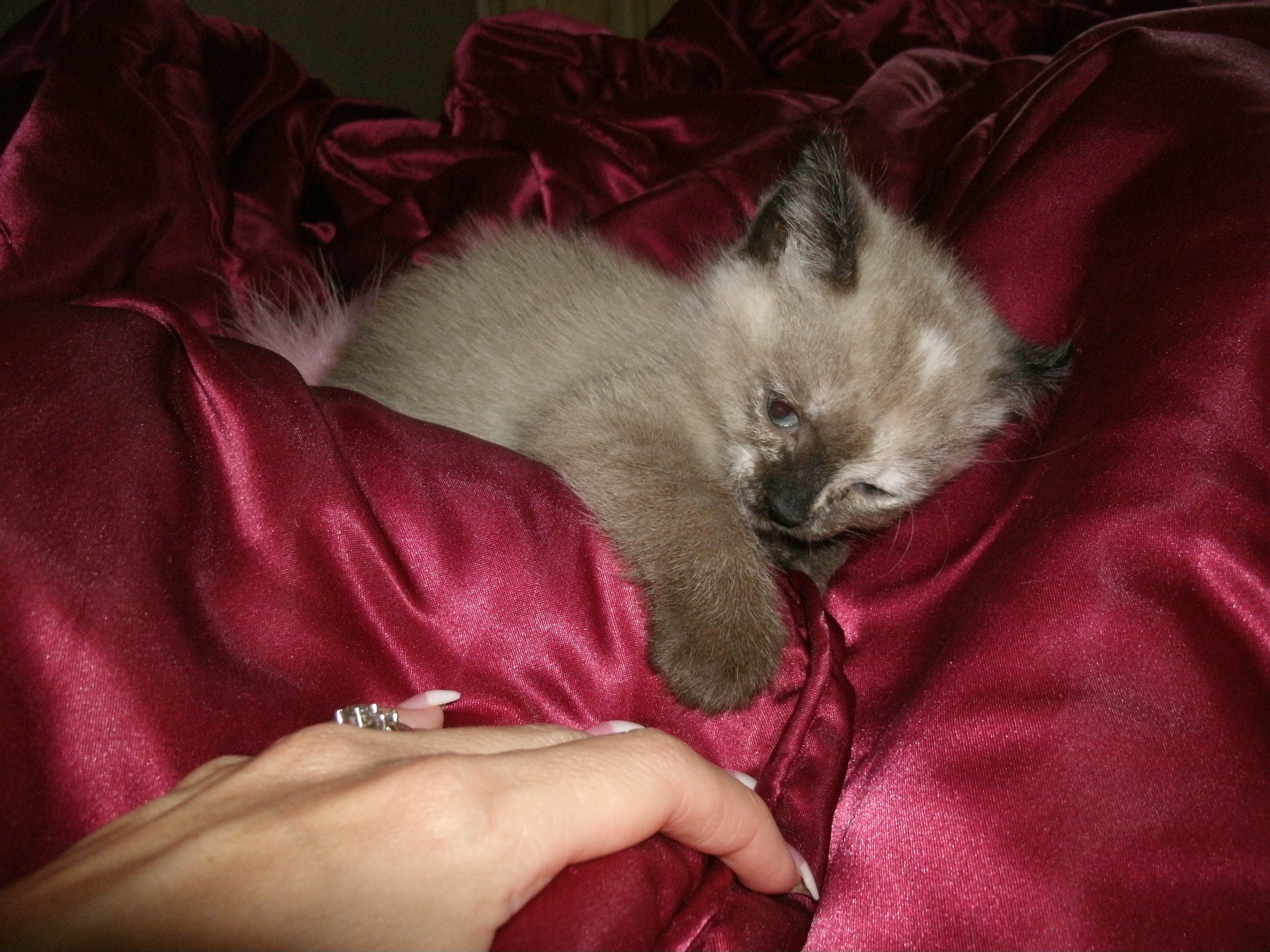 Wonderful Siamese Kitten Free Image Download