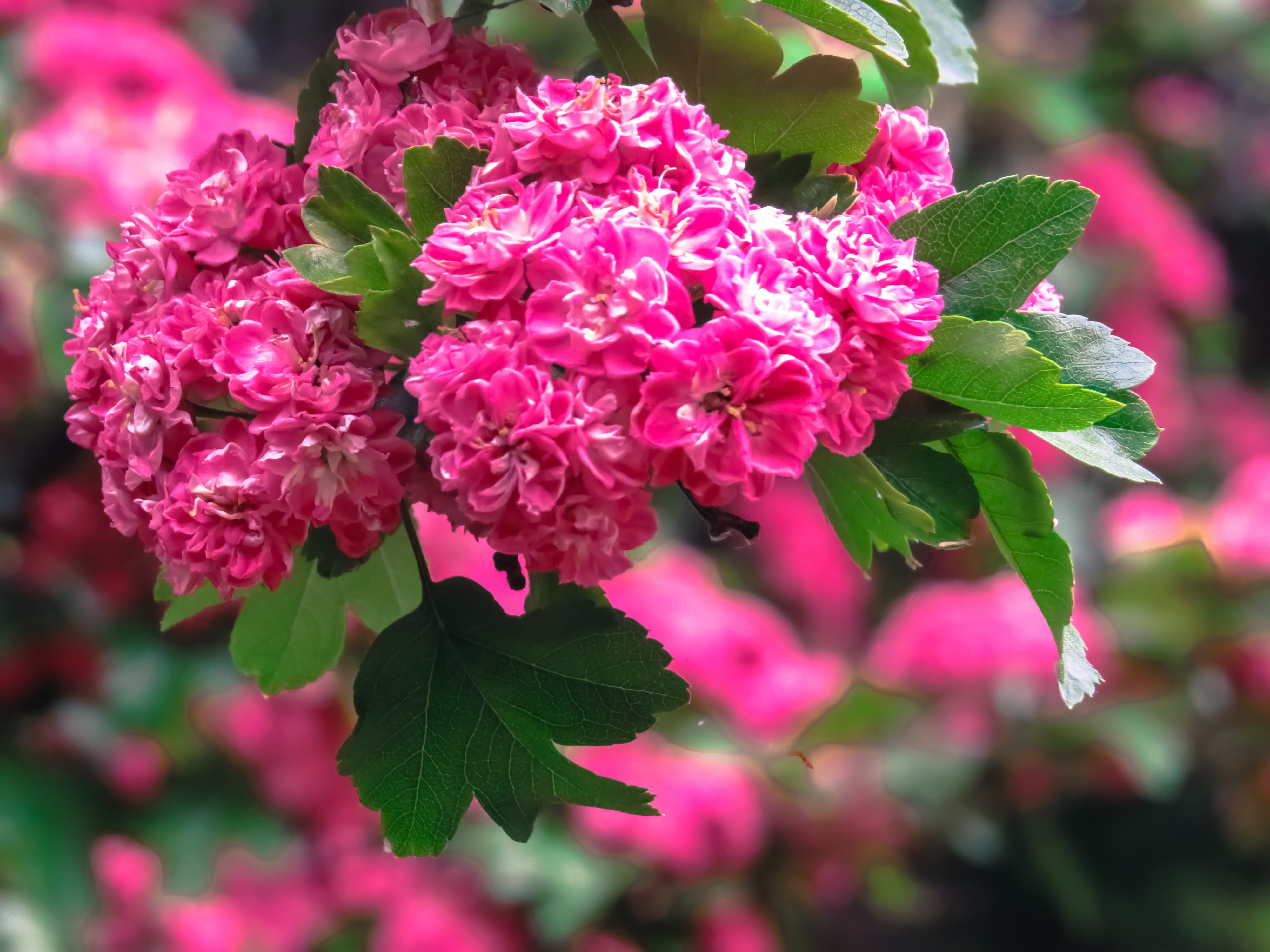 Wonderful pink flowers free image download