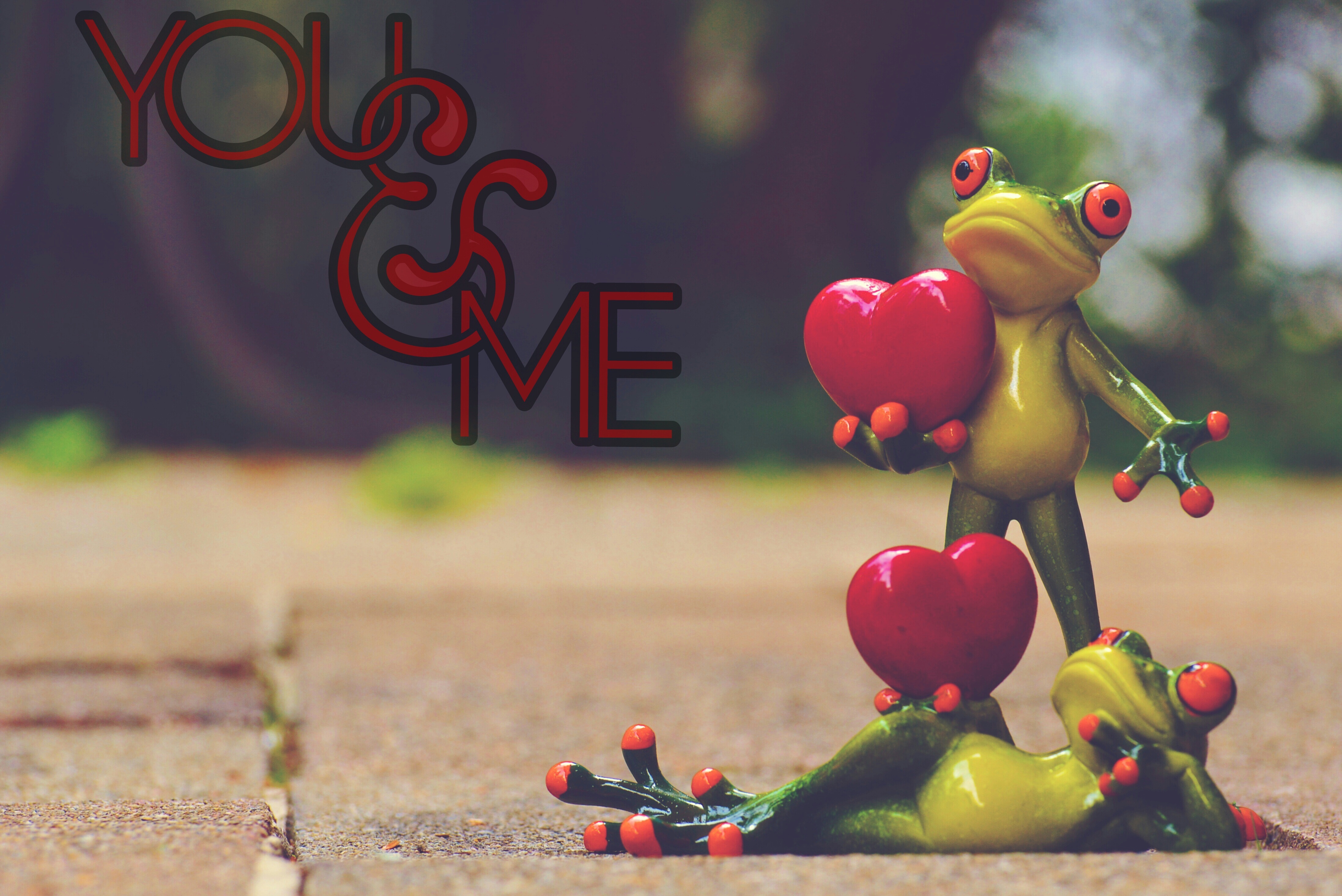 Frogs pair in love with the hearts free image download