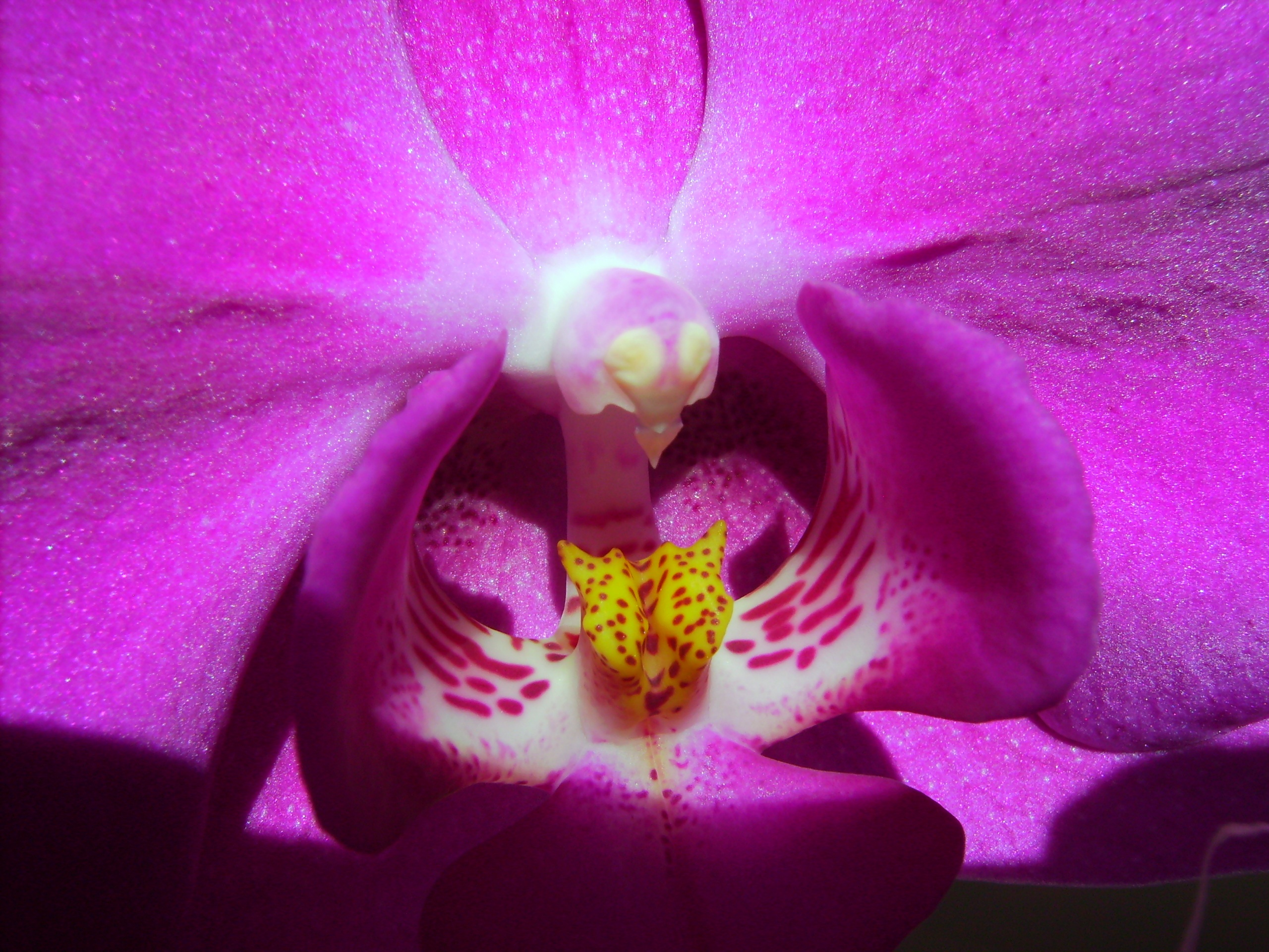 Орхидея Голливуд фото