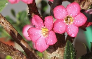 Pink flowers in drops of water on a bush