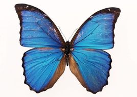 Clipart of blue butterfly