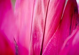 bright pink flower texture