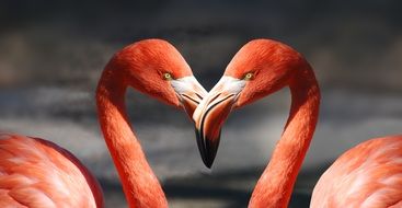 strikingly beautiful flamingo heart