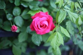 amazing bright pink rose blossom