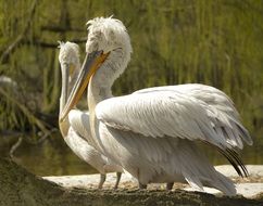 two lovers pelicans