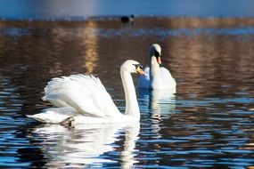 pair of wild white swans on a pond