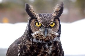 pretty great horned owl