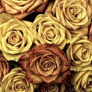 many roses in pastel tone