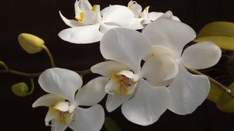 snow-white orchids with buds