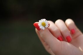 small chamomile in female hands close-up on a blurred background