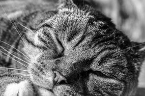 sleep tabby cat