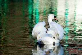 swan floats on a pond with a greenish water
