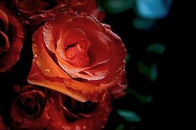 macro photo of a rose with water droplets